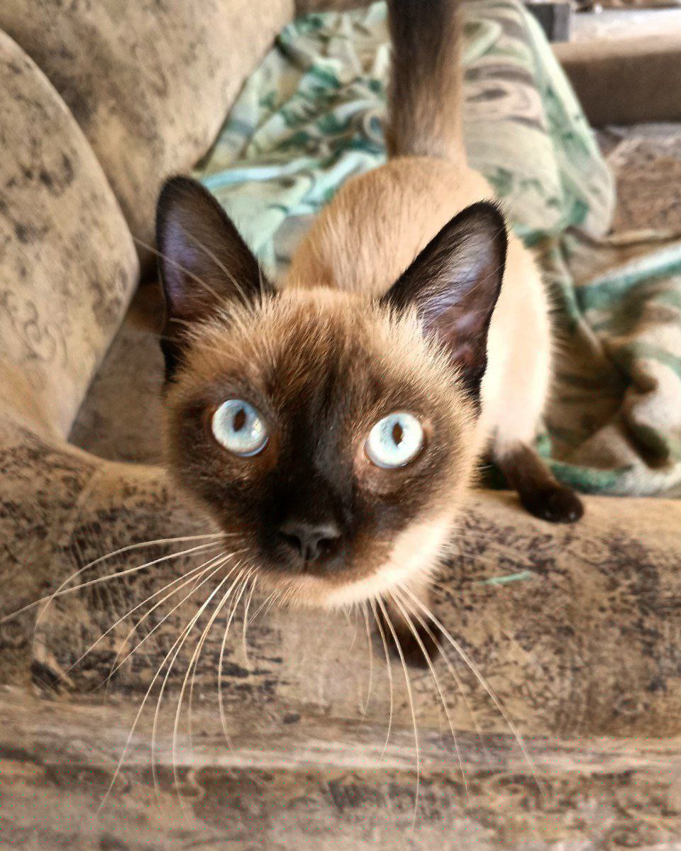 Коржик