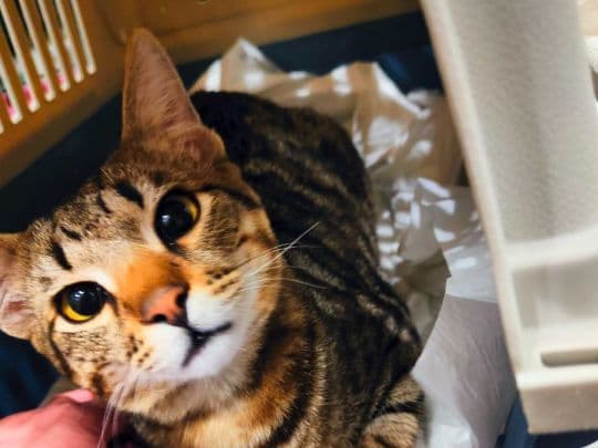 Кошка из приюта БФ Дорога домой