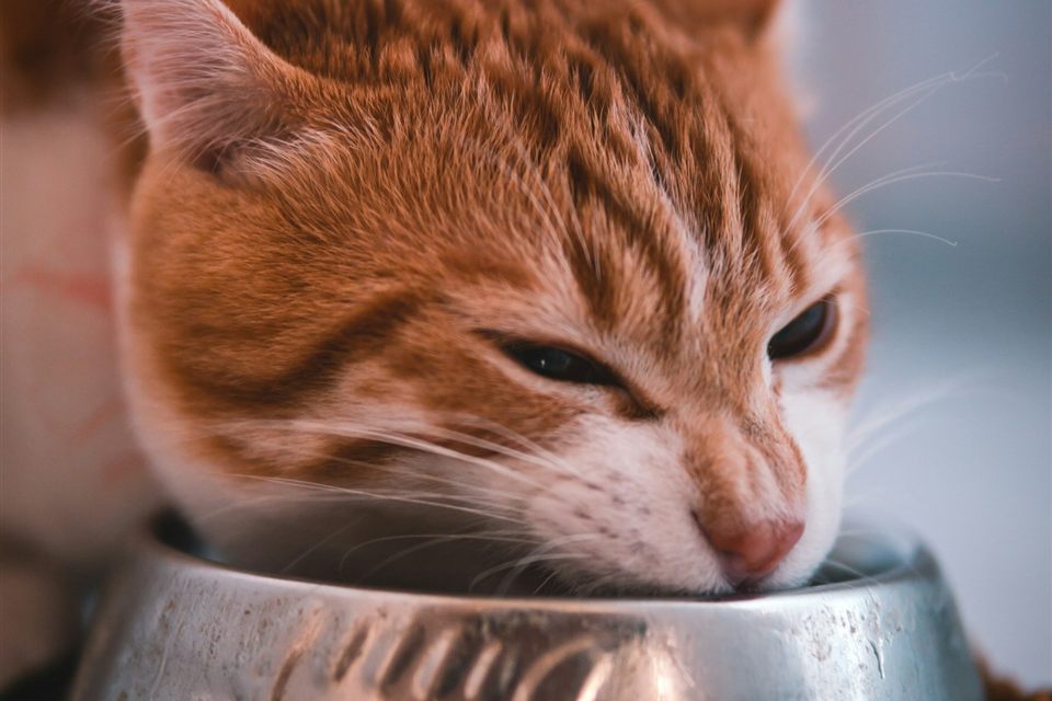 Кошка ест корм из миски