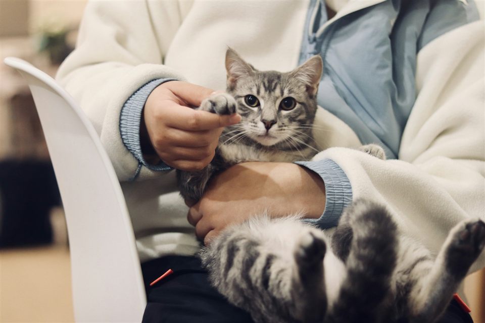 Кошку бережно осматривают